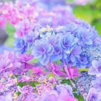 瑚々【ここ】