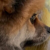 ウチの子も