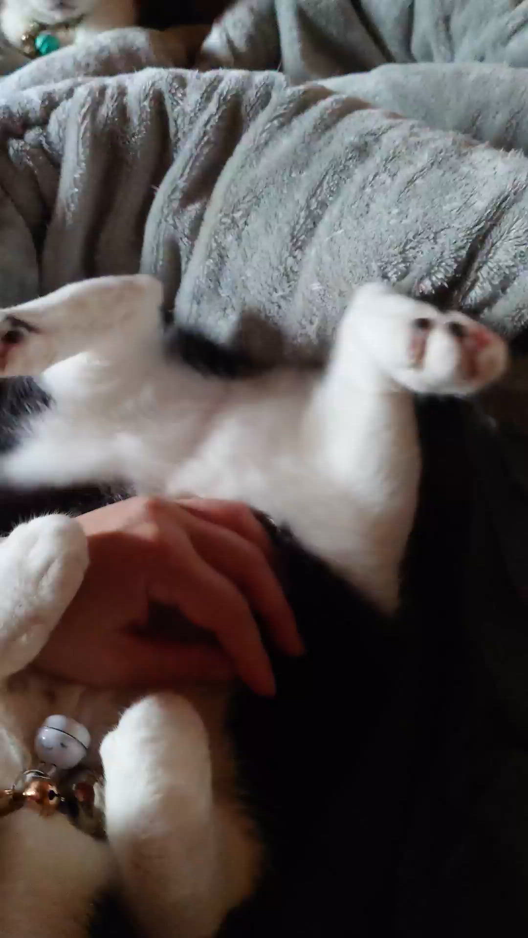 猫ミームみたいになった(笑)