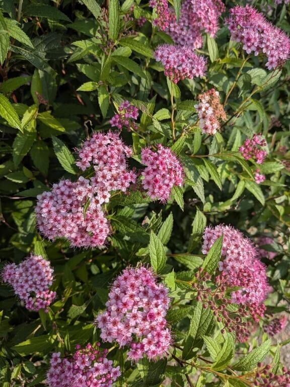 シモツケ