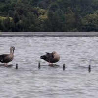福沢【ふくざわ】