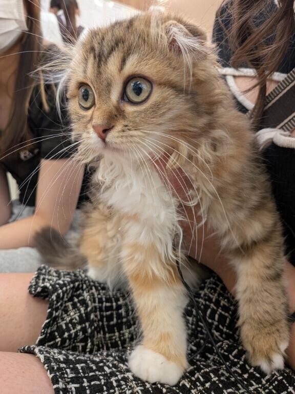 しゅ！