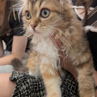 しゅ！