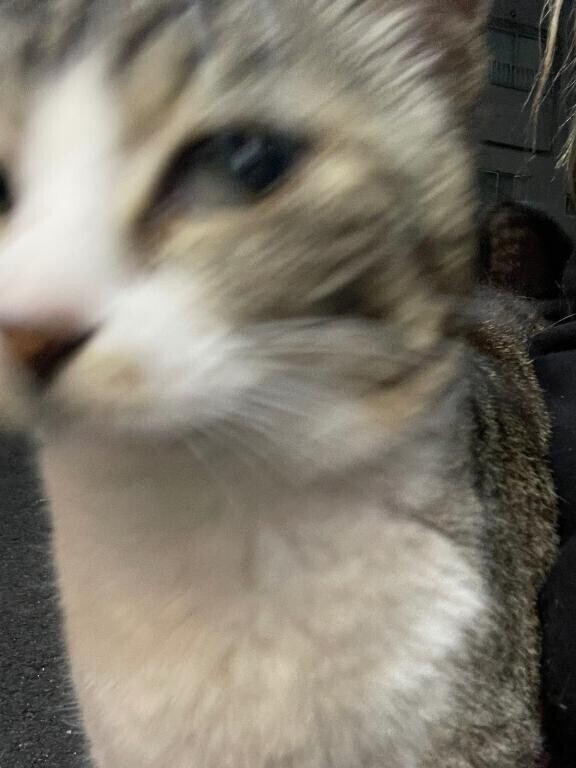 おしらせ