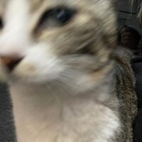 ちむ