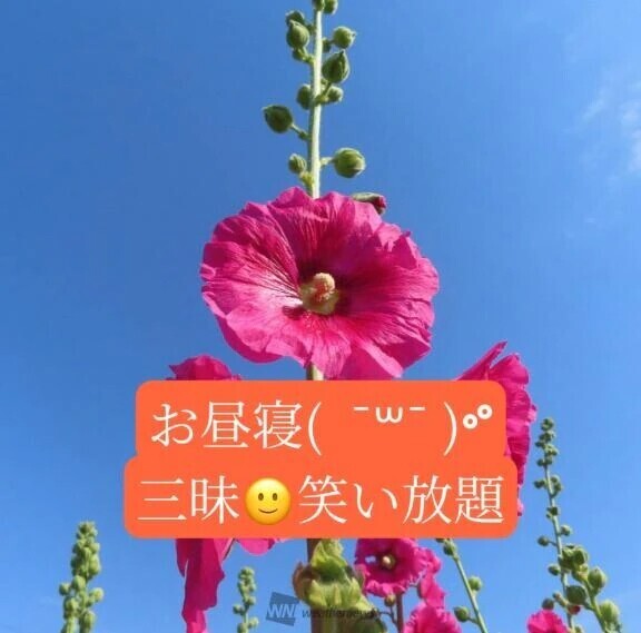 ピアノ協奏曲🎹🎵紳士様へお礼です🙂