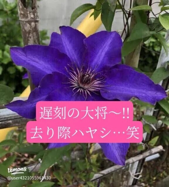 小唄の理系紳士様へお礼です🙂