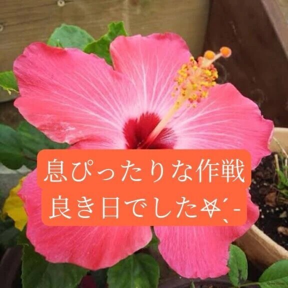 背面タップマスタ紳士様へお礼です🙂