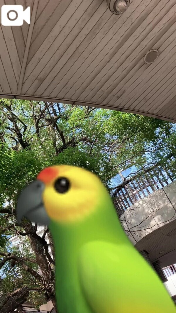 逆光で姿見えず🩷