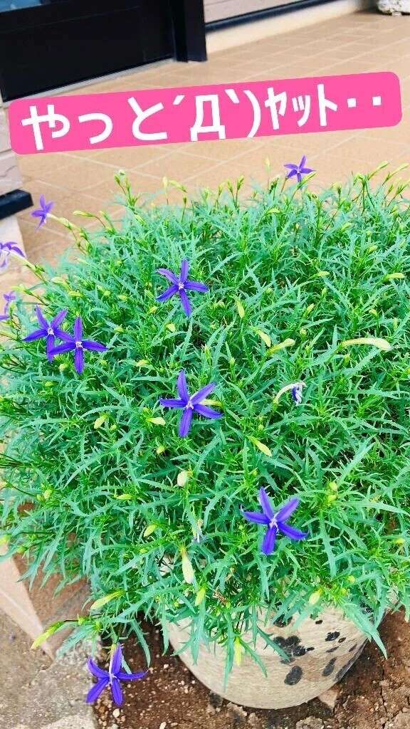 やっと・・やっと´Д`)ﾔｯﾄ‥🌸