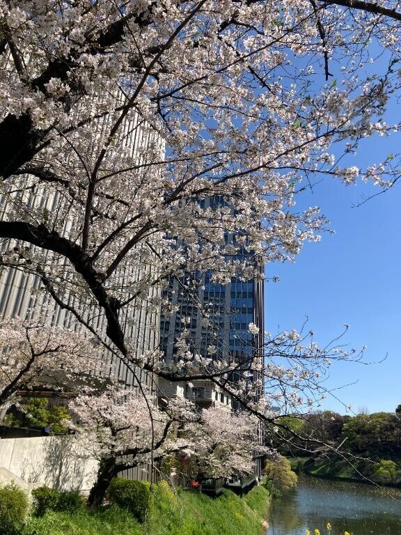 🌸毎年恒例 ソロ花見🌸