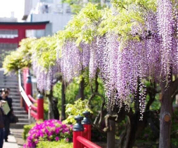 さぁ♥️ 次は？藤棚・・行けそうです♥️