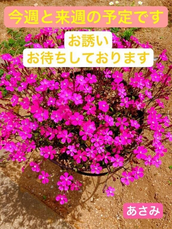 🩷今週からの出勤予報🩷