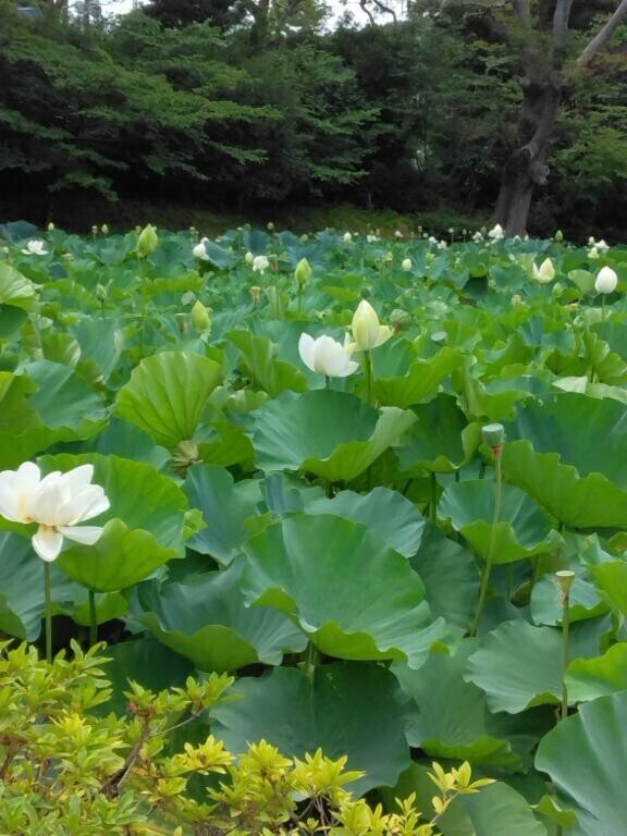 ぴえーんと言うか、お馬鹿な私