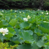 さちえ