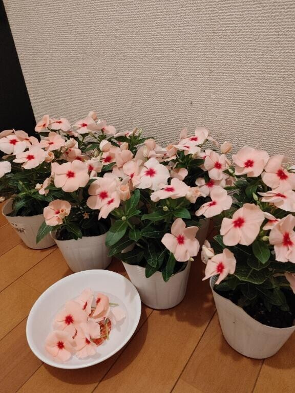 みどりです