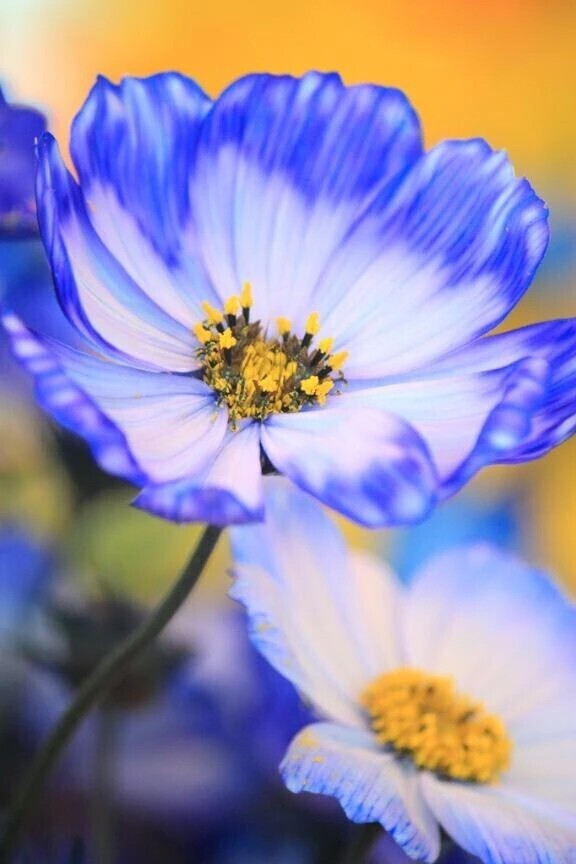 格闘家紳士様へお礼です🙂