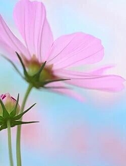 ペローリング神の紳士様へお礼です🙂