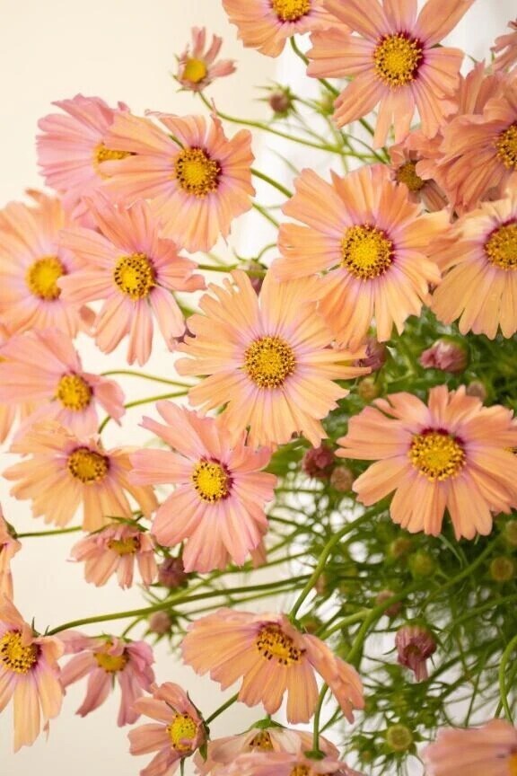 ビックなお髭男爵紳士様へお礼です🙂