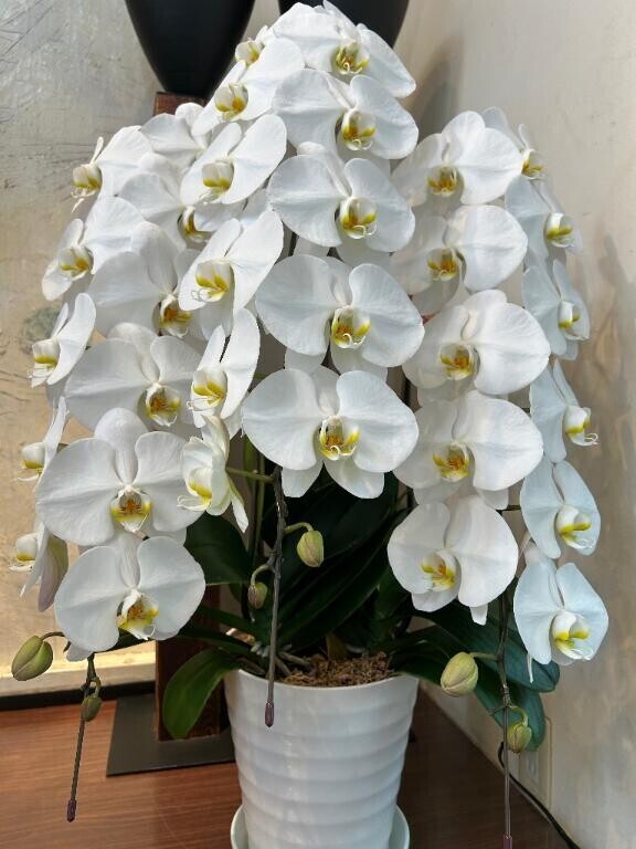 マダムの日とリクエスト…