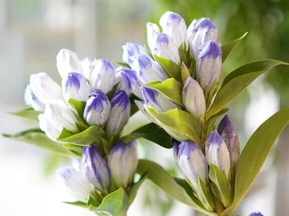 ＯＴＯＮＯちゃん紳士様へお礼です🙂