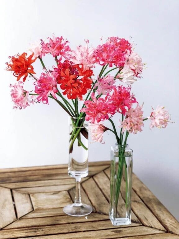 若いツバメ紳士様へお礼です🙂