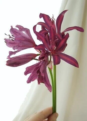 ハラハラドキューンの紳士様へお礼です🙂