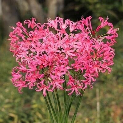 投資家紳士様へお礼です🙂