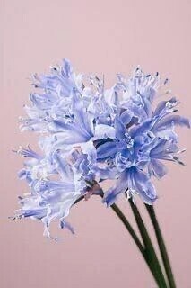 カモシカ足の紳士様へお礼です🙂