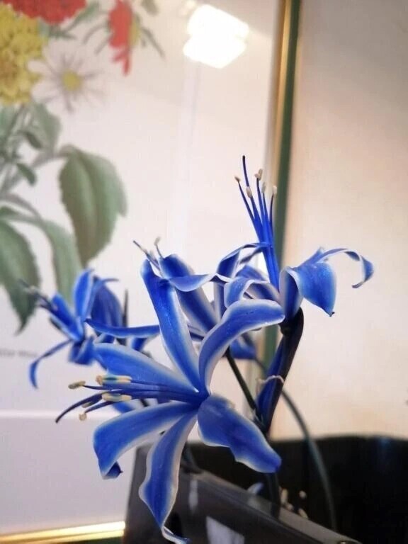 2度目ましてな 早朝Ｙ様へお礼です🙂