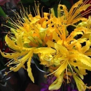 魅惑のミンティア紳士様へお礼です🙂