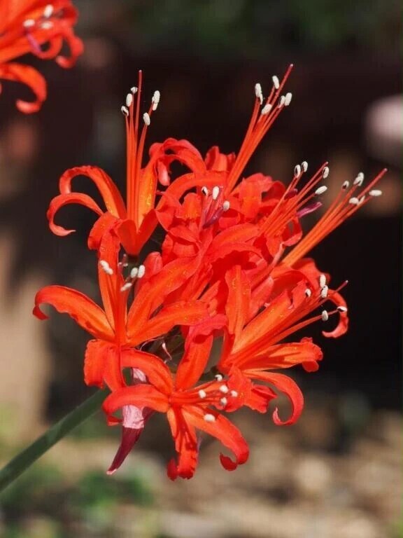 ピアノ協奏曲紳士様へお礼です🙂