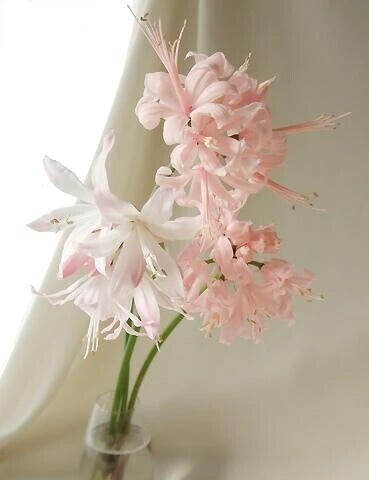 格闘家紳士様へお礼です🙂