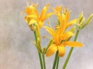 初めましてな Ｏ紳士様へお礼です🙂