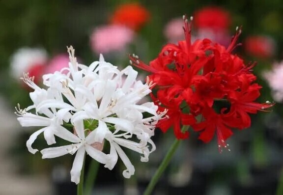 7年に1度の御柱祭な紳士様へお礼です🙂