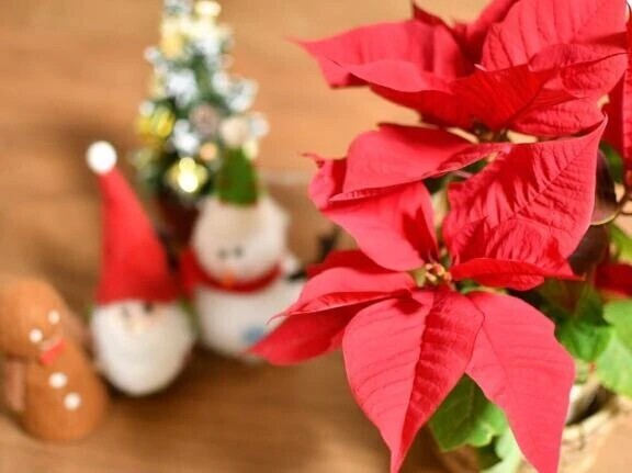 早朝の〇〇の党首Ｓちゃん紳士様へお礼です🙂