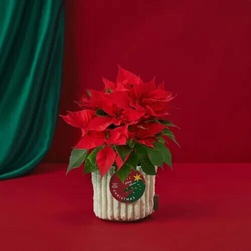 ＯＴＯＮＯちゃん紳士様へお礼です🙂