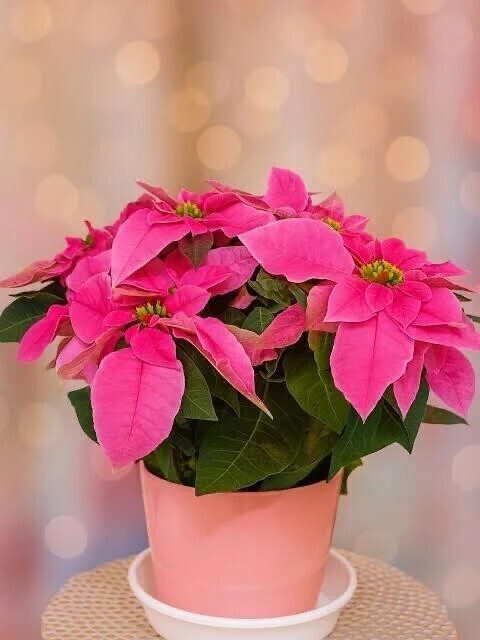 錦糸町の初めまして様へお礼です🙂