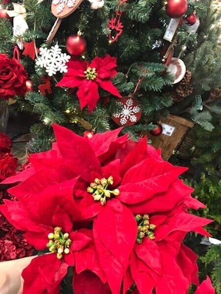 キュートなＹ錦紳士様へお礼です🙂