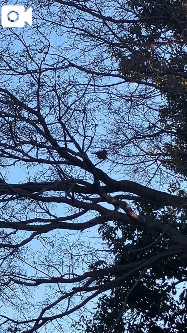 ヤマガラゲット？