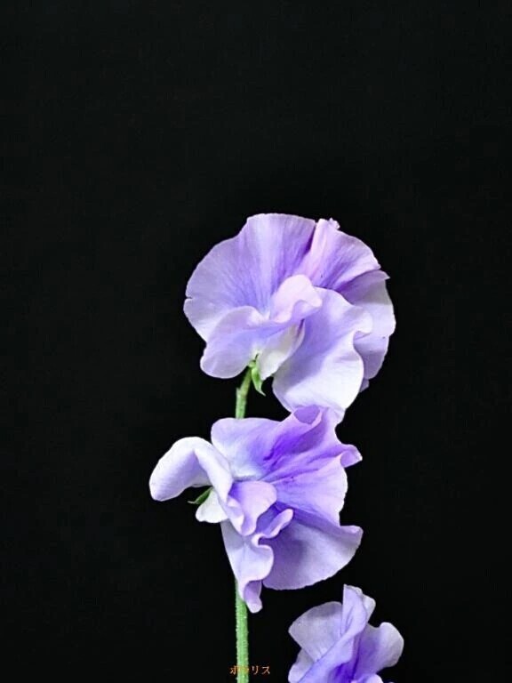 格闘家紳士様へお礼です🙂