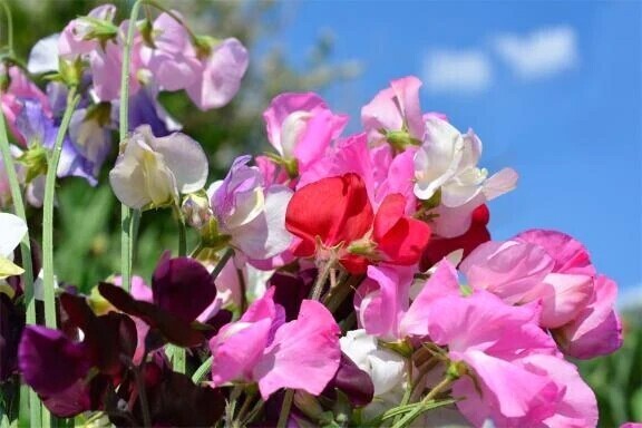 ストップ高投資家紳士様へです🙂