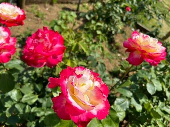 ありがとうございました。