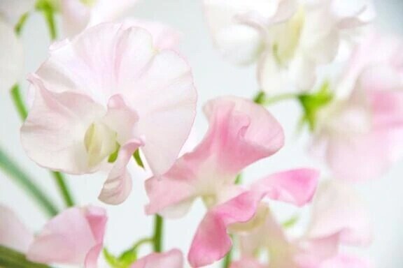 ピアノ協奏曲🎹🎵紳士様へお礼です🙂