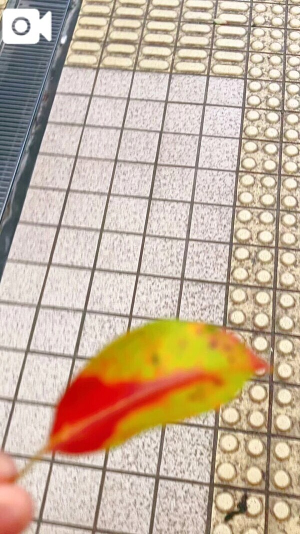 ひらひらと♡♡