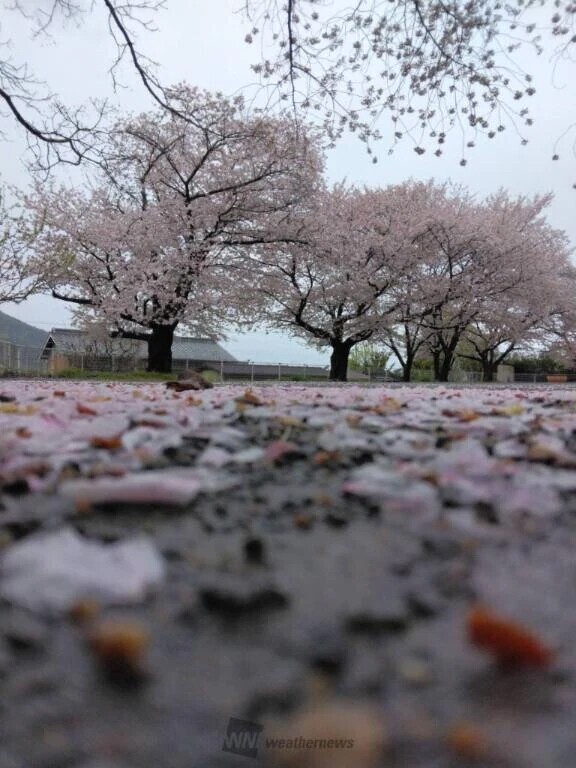 ♡♡雨の桜も良き♡♡