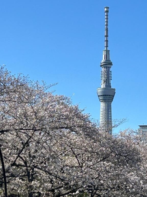 桜吹雪も綺麗ですね?