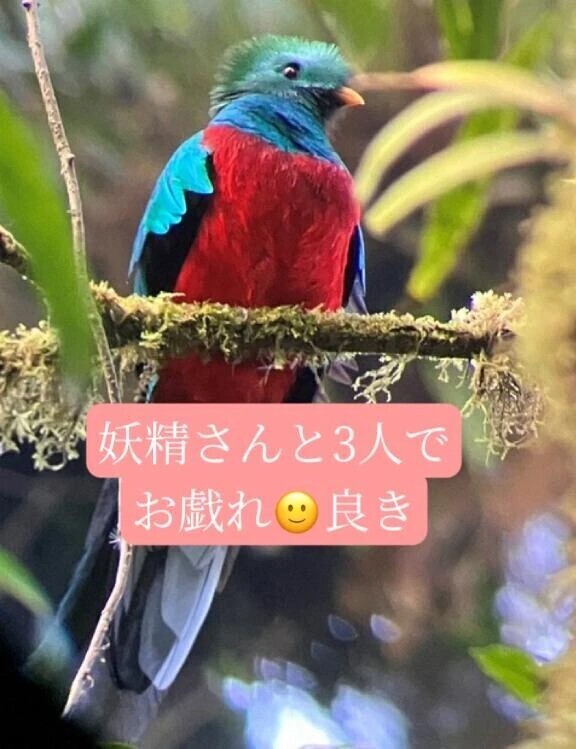 ピアノ協奏曲🎹🎵紳士様へお礼です🙂