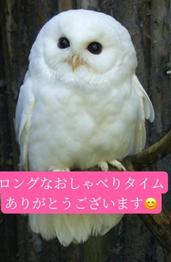 ＯＴＯＮＯちゃん紳士様へお礼です🙂