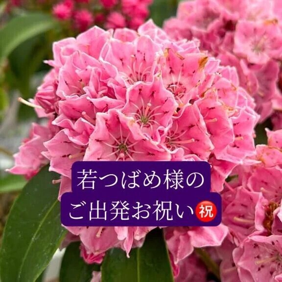 若つばめ様紳士様へお礼です🙂